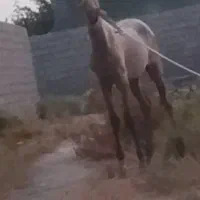 کره اسب مادیان پنج ماهه
