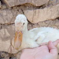 اردک
