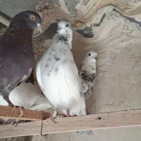 کفتر کل دم بور نر|پرنده|فردیس, داوری|دیوار