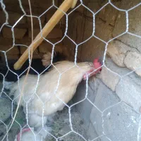 مرغ لهستانی وخروس ابریشمی