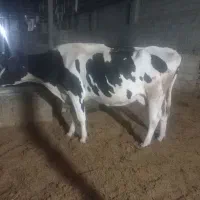 فروش ۵راس گاوجوان وسرحال