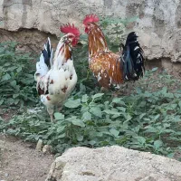 2عدد خروس گلین(۹ ماهه)