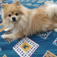 سگ پامرانین