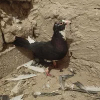 پلنگ سیاه ماده|پرنده|هامون, |دیوار