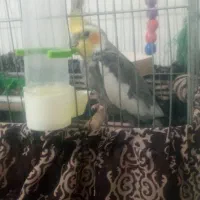 عروس هلندی