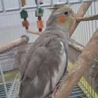 جوجه عروس هلندی