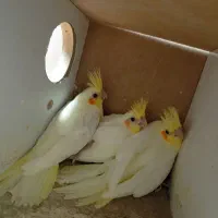 جوجه عروس|پرنده|قم, شاه سید علی|دیوار