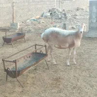 فروش میش چینی|حیوانات مزرعه|لامرد, |دیوار