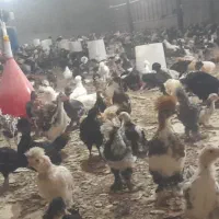 فروش انواع جوجه های زینتی ۴۵روزه