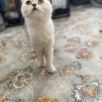 بریتیش سیلور ns11