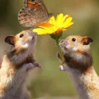 اسباب بازی (ایش آختارام)