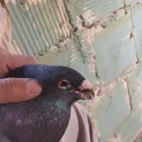 تعدادی کبوتر یا کفتر|پرنده|مشهد, شهید قربانی|دیوار