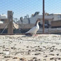 جوجه شهری|پرنده|شیراز, مسلم|دیوار