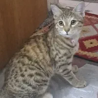 واگذاری گربه زیبا