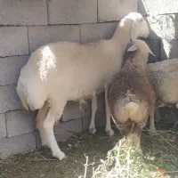 میش چینی جملزا جوان