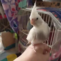 عروس هلندی|پرنده|گرگان, |دیوار