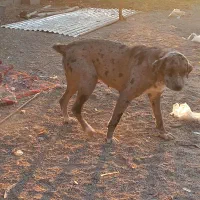 سگ نگهبان|سگ|کهریزک, |دیوار