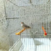 فنچ شرط و تضمین کارداده فنچ ها معمولی نیستن|پرنده|چمران, |دیوار