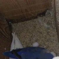 جفت طوطی برزیلی مولد با تخم