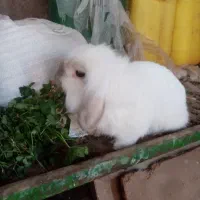خرگوش لوپ نر دوساله