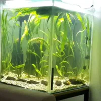آکواریوم و لوازم