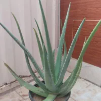 گل آلوورا