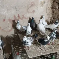 ی مشت کفتر زوکی|پرنده|آران و بیدگل, |دیوار