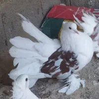 دمچتری|پرنده|خورموج, |دیوار