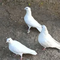 دو جفت کفتر سفید|پرنده|اندیکا, |دیوار