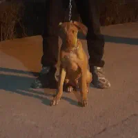 پیتبول|سگ|بجنورد, |دیوار