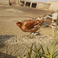 خروس مرغ