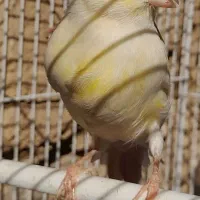 قناری سهره چهار گل جوجه قفسی مست|پرنده|مشهد, امیر آباد|دیوار