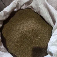 بذر شبدر بوجاری شده