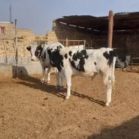 گوساله نر|حیوانات مزرعه|تربت جام, میان جام|دیوار