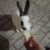 خرگوش