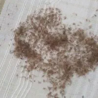 درمان رشک وشپش