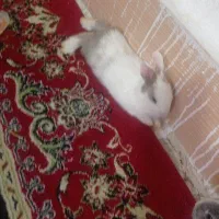 واگذاری خرگوش را یگان