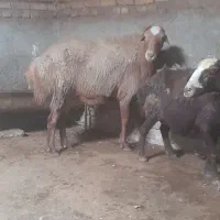 گوسفند