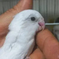 پروتلت مرغ کاسکو طوطی جا دونی مکانیزه|پرنده|قدس, شهر‌قدس|دیوار