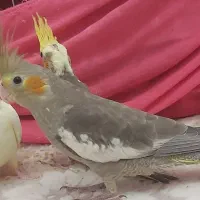 عروس هلندی ۴عدد دارم|پرنده|پرند, فاز ۵|دیوار