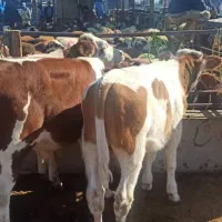 تهیه گوساله پرواری