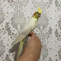 عروس هلندی مولد|پرنده|شهریار, شهریار|دیوار