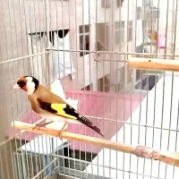 سهره نر جوجه قفس بخون