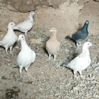 ده تا کبوتر آلمانی پرشی|پرنده|رشتخوار, |دیوار