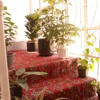 ۷۰ متر شیک اول بلوار کشاورز