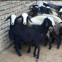 گوسفند زنده به صورت حضوری و غیرحضوری