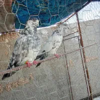 پرند|پرنده|ورزنه, |دیوار