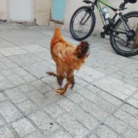 سه تا مرغ پرپا امپراتور|حیوانات مزرعه|مشهد, ایثار|دیوار