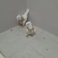 جوجه کفتر|پرنده|قم, آزادگان|دیوار