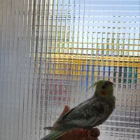 عروس هلندی نر سخنگو|پرنده|قم, چهل درخت‎|دیوار